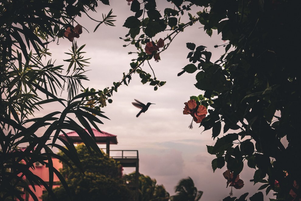 Hummingbird in flight between hibiscus blossoms and leaves silhouetted against a pink sky in Placencia, Belize