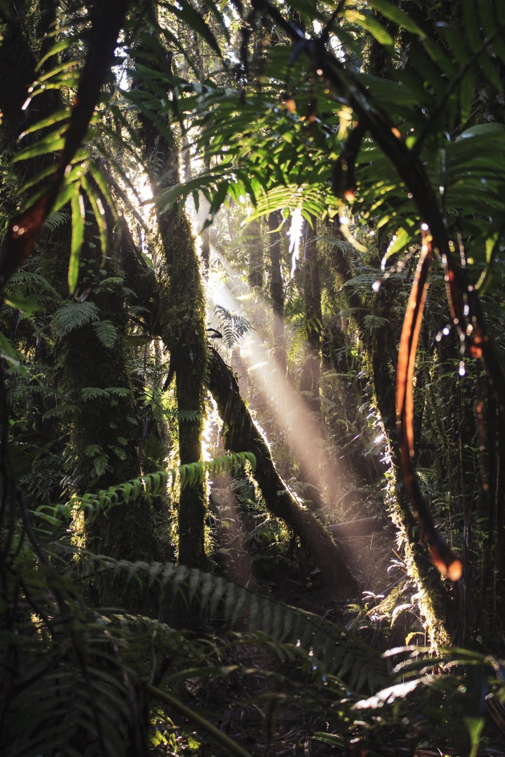 Sunbeams falling through the dense rainforest canopy on Camiguin Island, Philippines