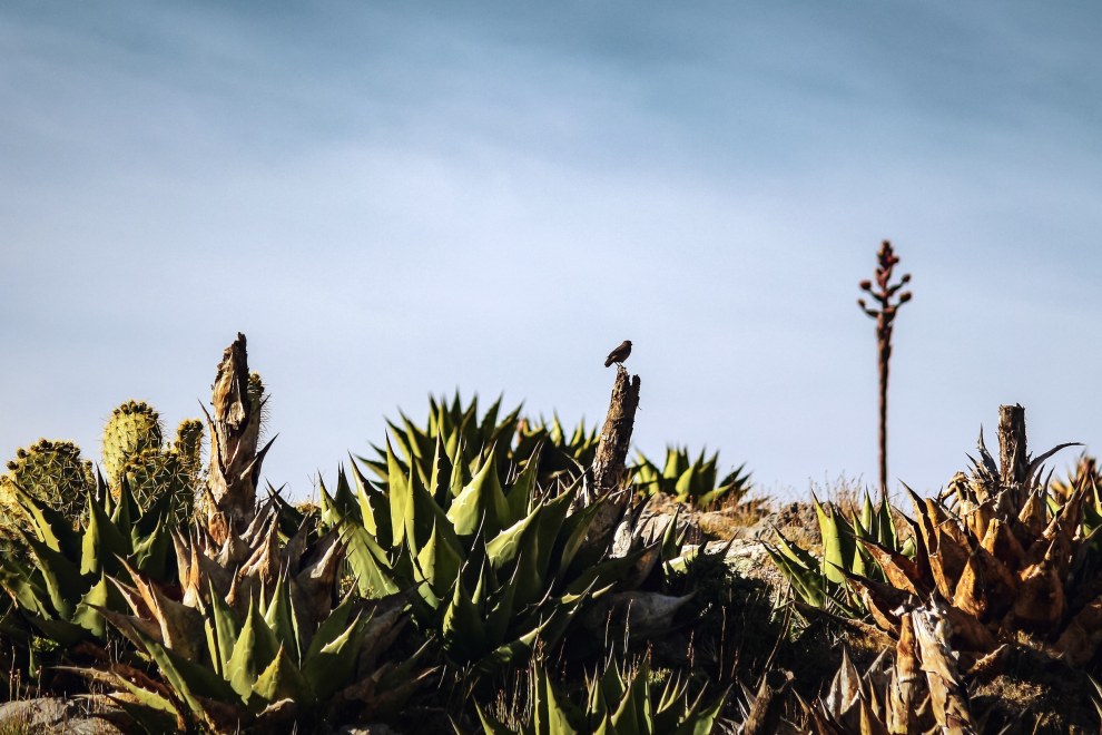 Agave plants and cacti with a bird perched on a tall flower stalk near Real de Catorce, Mexico
