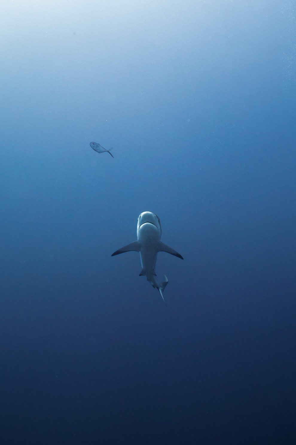 Shark in Providencia, Colombia