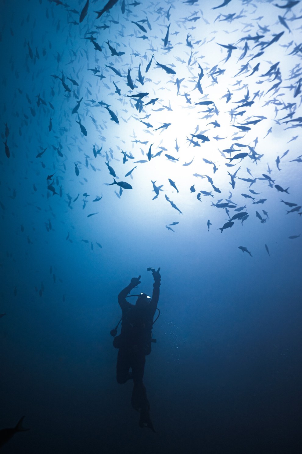Many fish in Galápagos, Ecuador