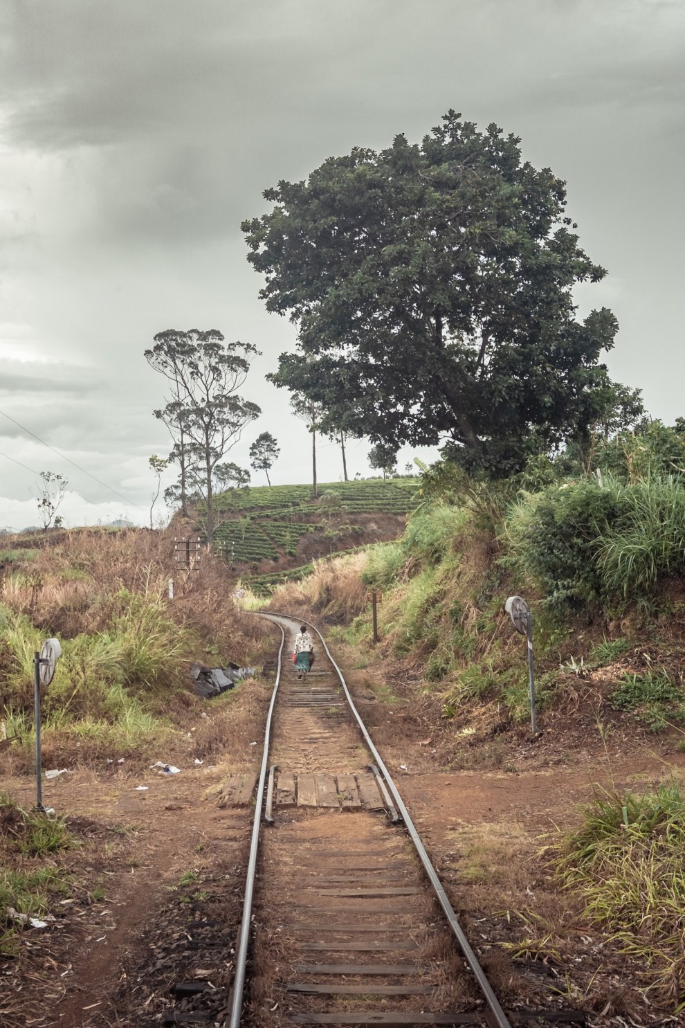 Railway track leading past a large tree under a cloudy sky, central Sri Lanka