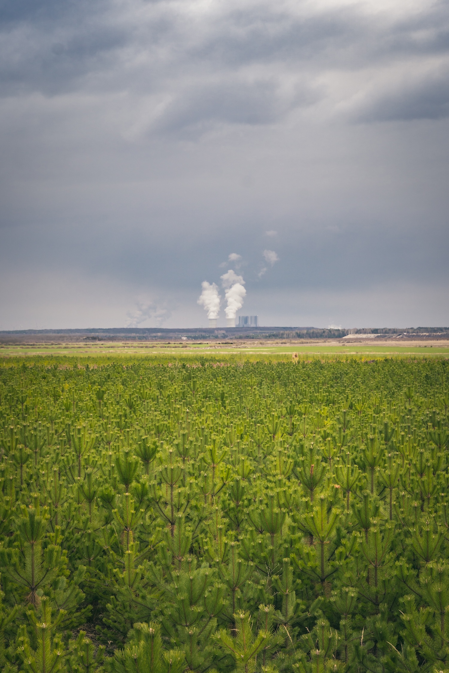 Young pine plantation in front of a steaming power plant under a stormy sky in Lusatia