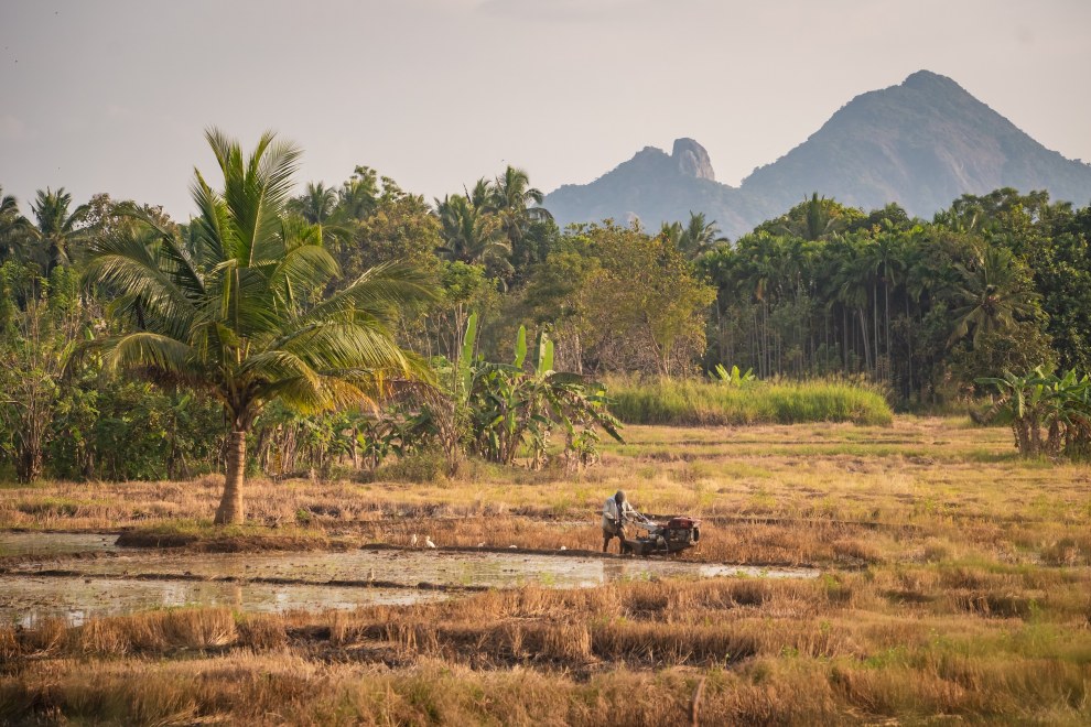 Farmer working a dry field among palm trees with mountains behind in central Sri Lanka