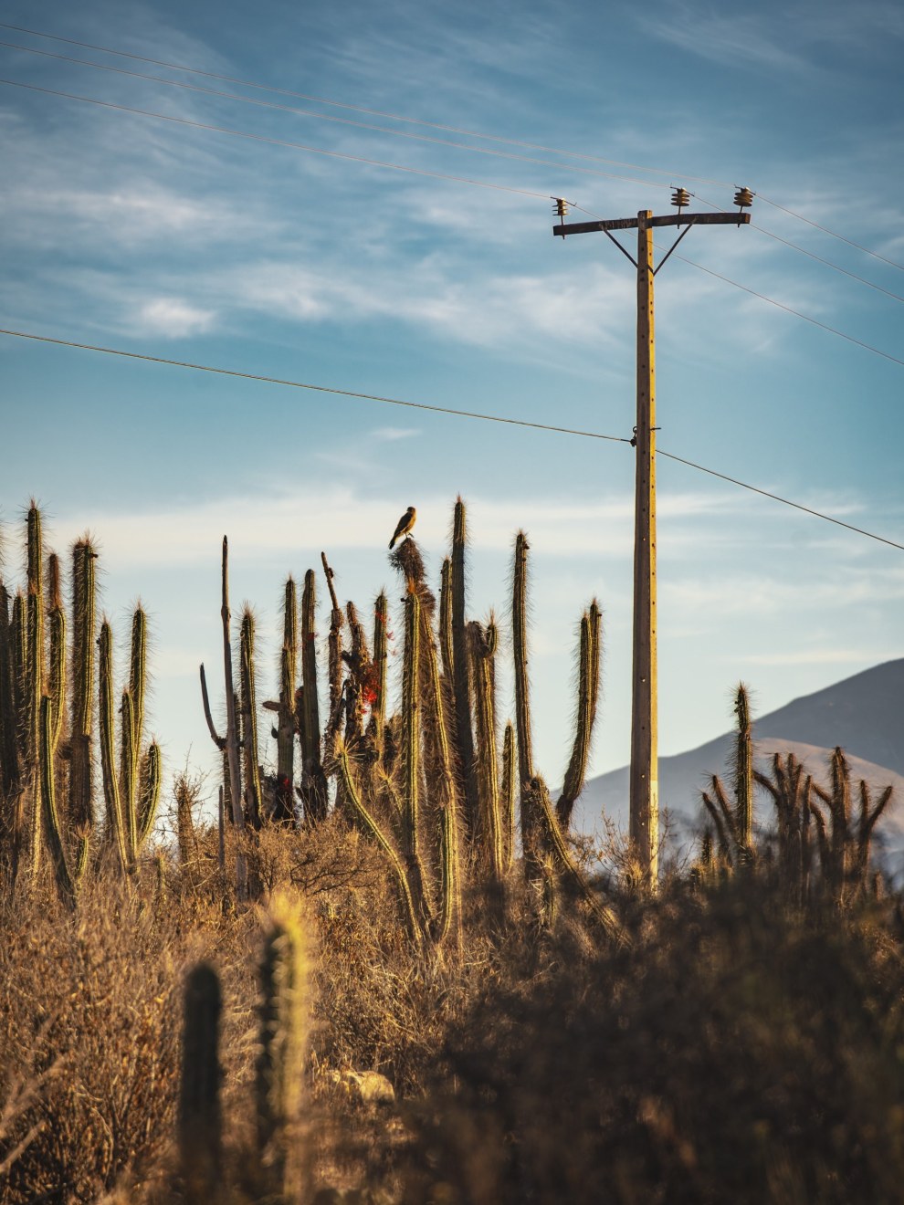 Bird perched on tall cacti beside a wooden utility pole in the hills of the Coquimbo Region, Chile