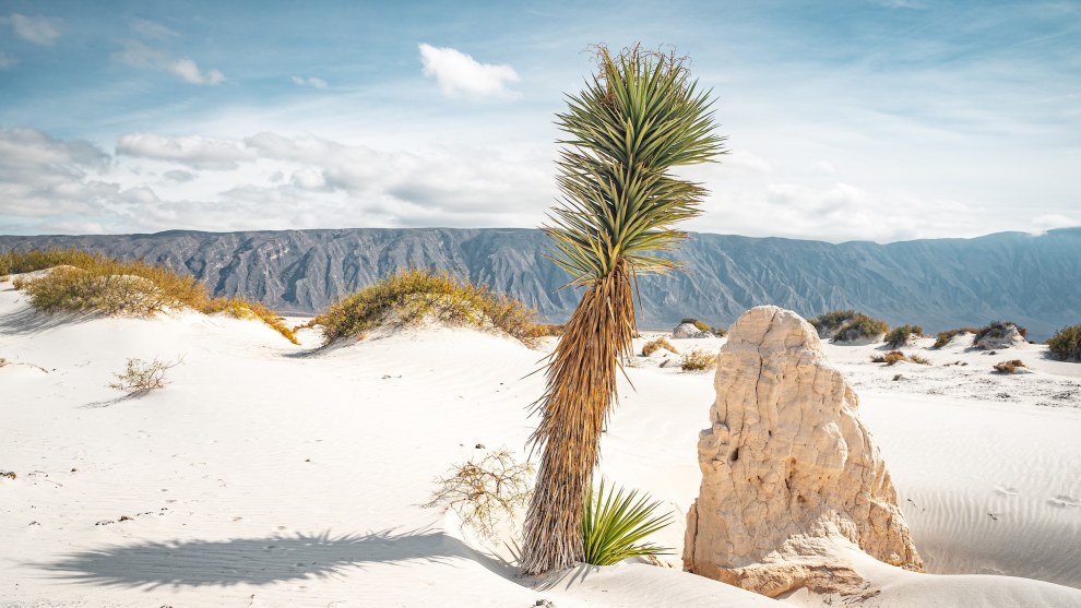 Yucca plant and a gypsum boulder in the white dunes of Cuatro Ciénegas, Mexico