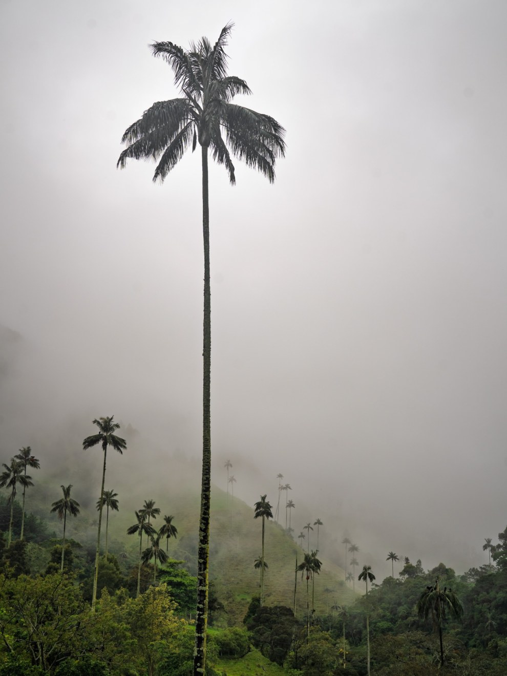 Towering wax palm rising out of the mist above a green hillside, Valle de Cocora, Colombia