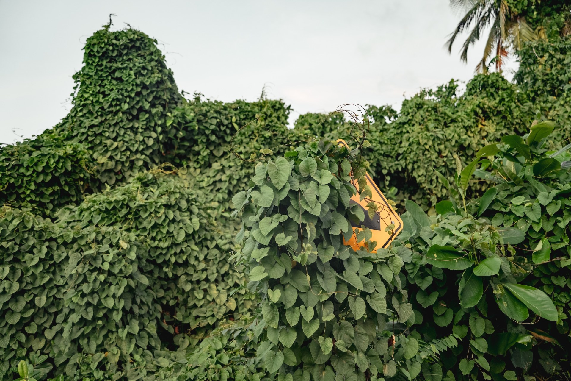 Road sign almost entirely swallowed by climbing vines, Providencia, Colombia