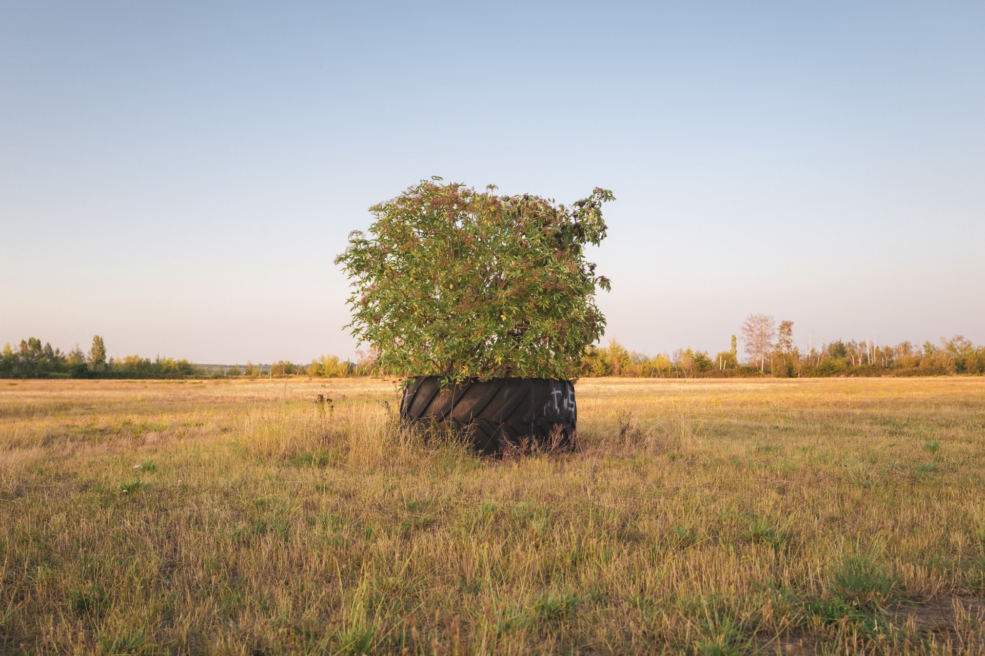Bush growing out of a large tyre on the empty Highfield festival field at dusk, Störmthaler See, Germany, summer 2020