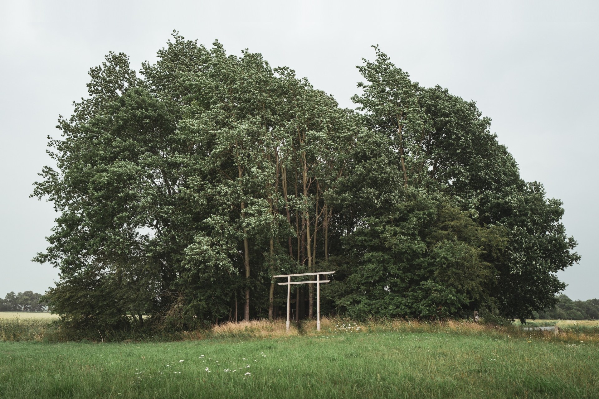 Group of trees and an empty wooden gate on a meadow at the deserted MOYN festival site, near Oyten, Germany, summer 2020