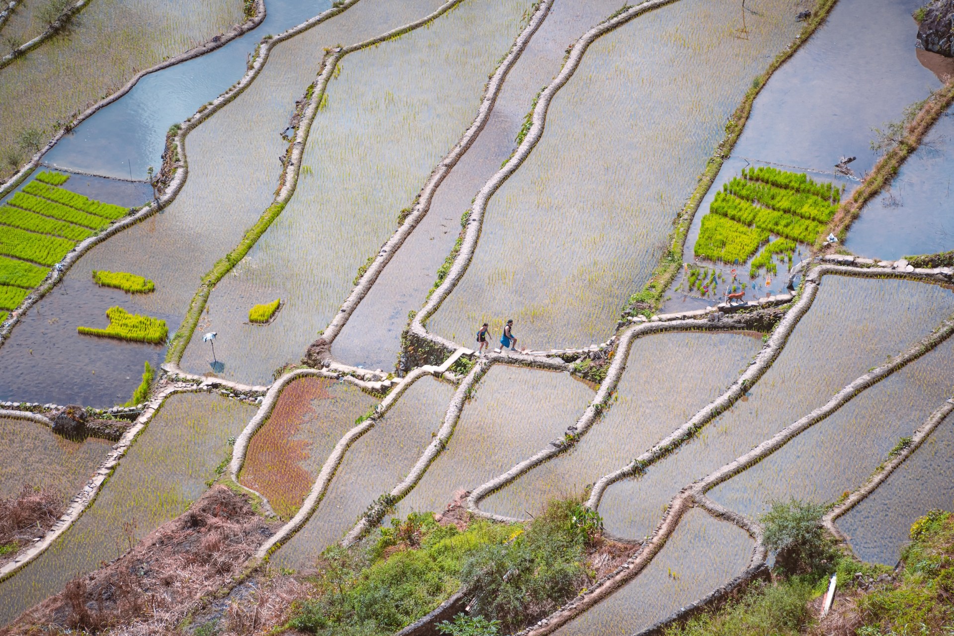 Two people and a dog walking along a terrace wall between flooded rice paddies, Batad, Philippines