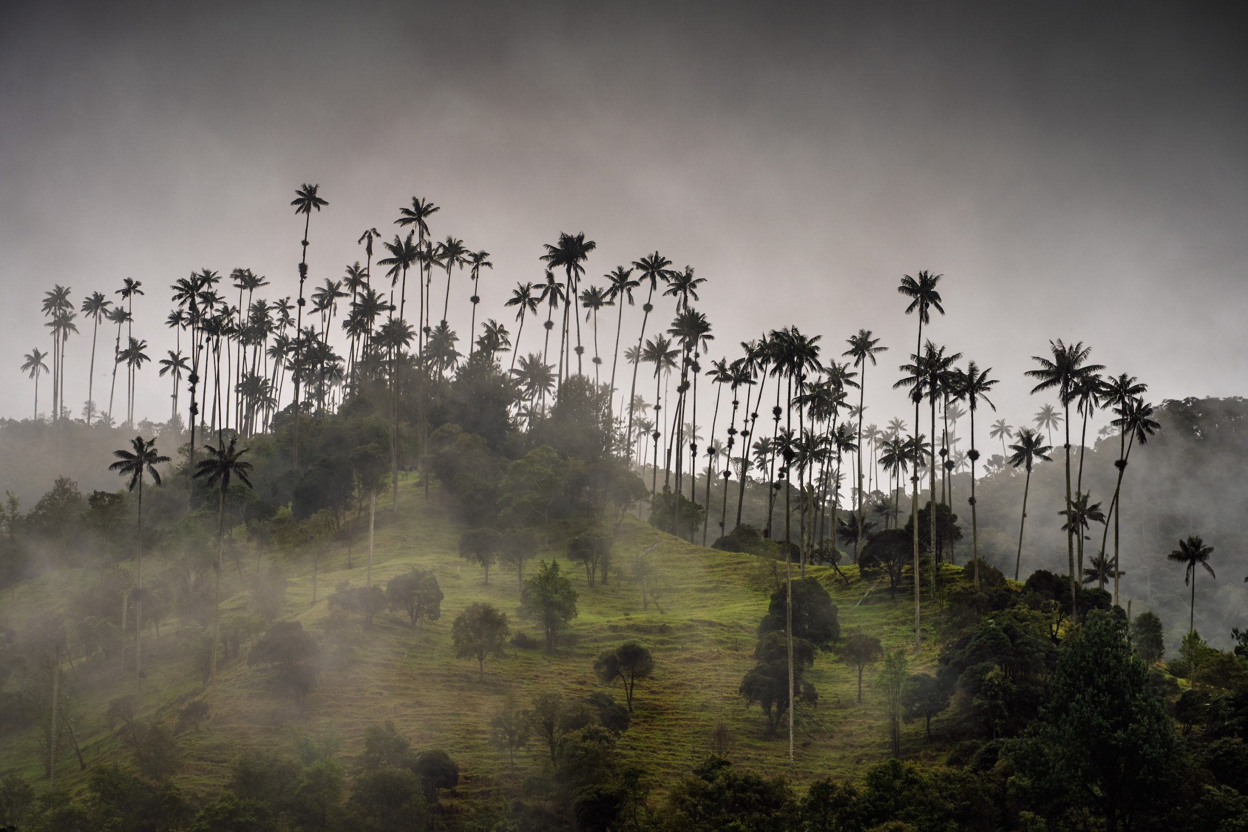 Wax palms rising from foggy green hills, Valle de Cocora, Colombia
